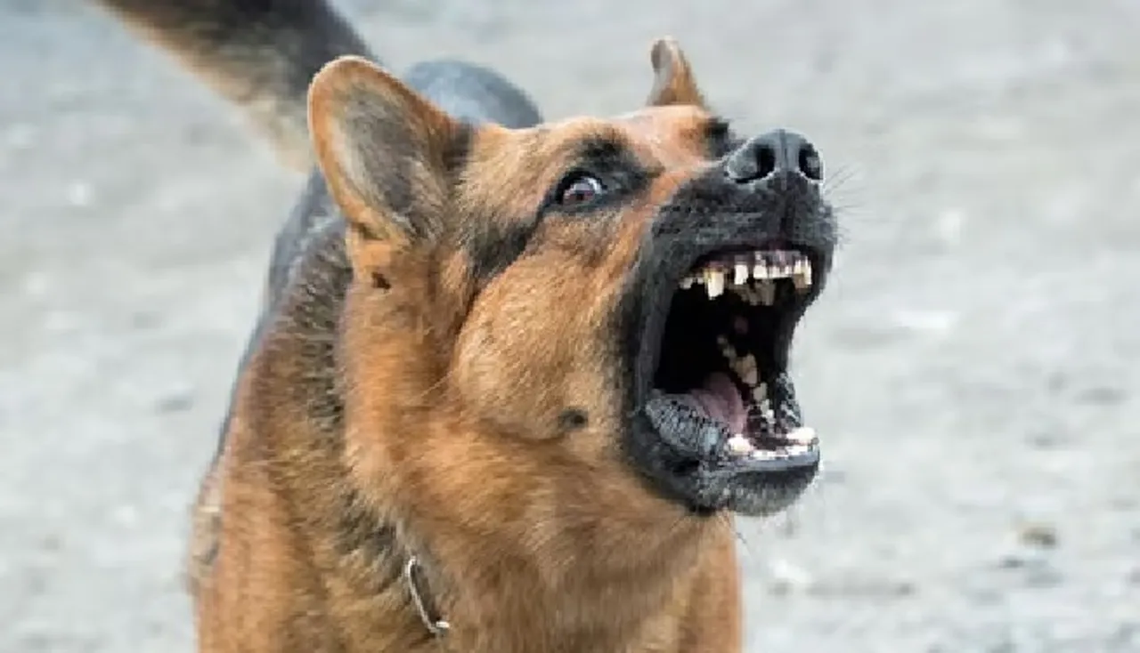 pet dog police attack
