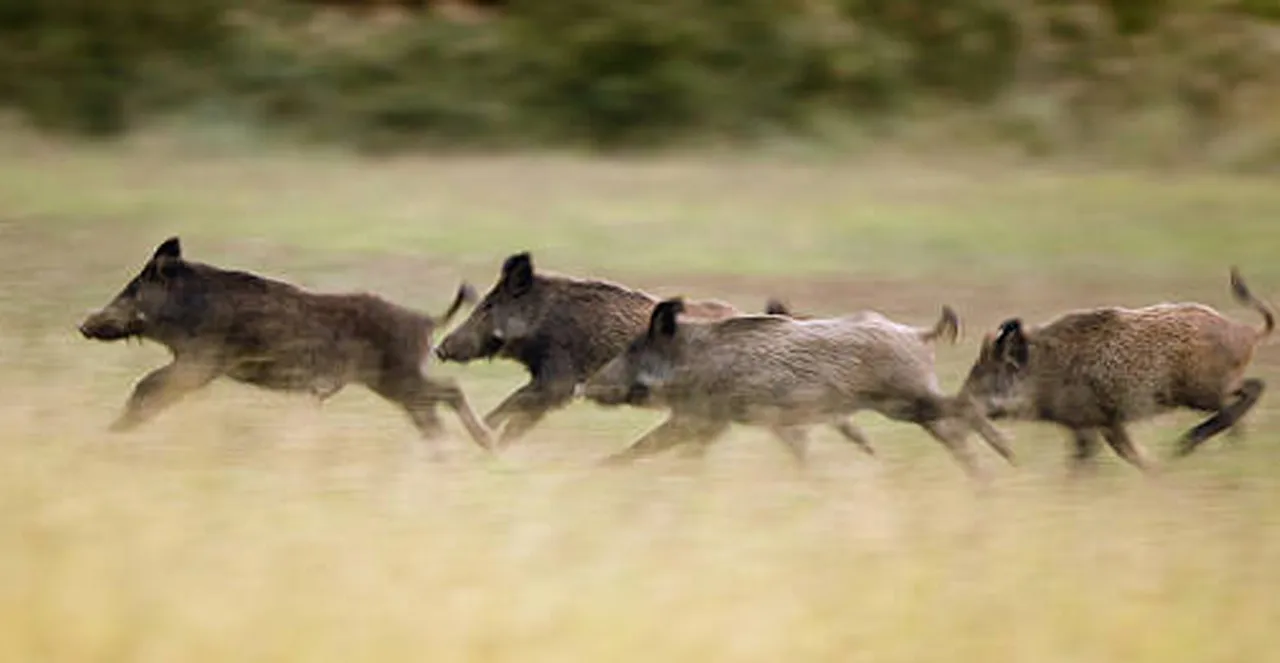 wild bore gang