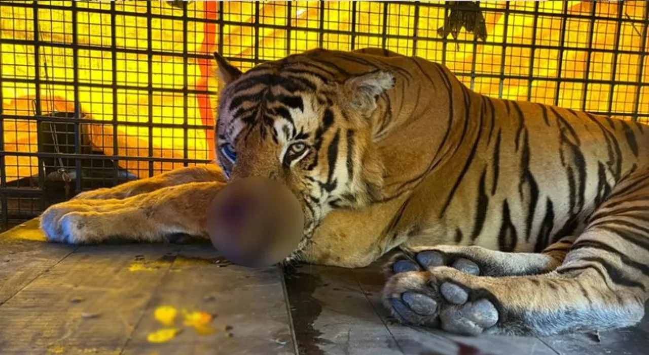 tiger