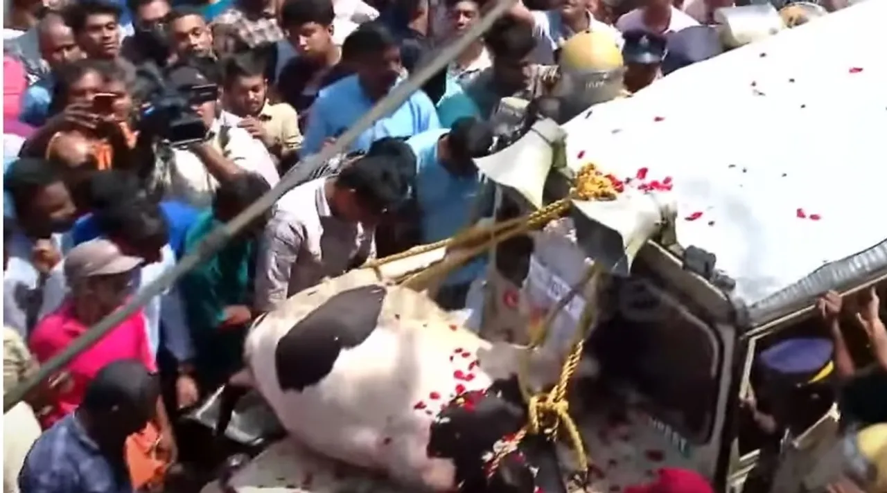 cowUntitled