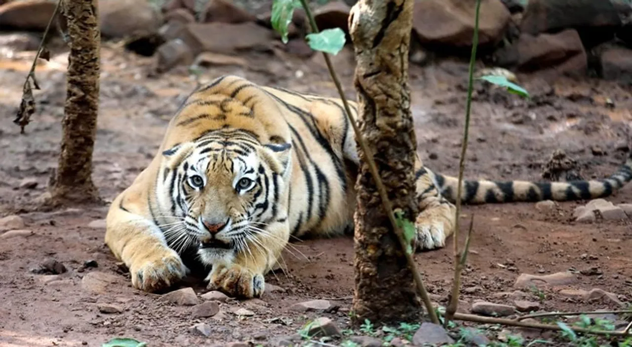 tigerxx-1.jpg