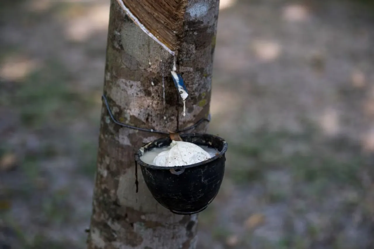 rubber 1