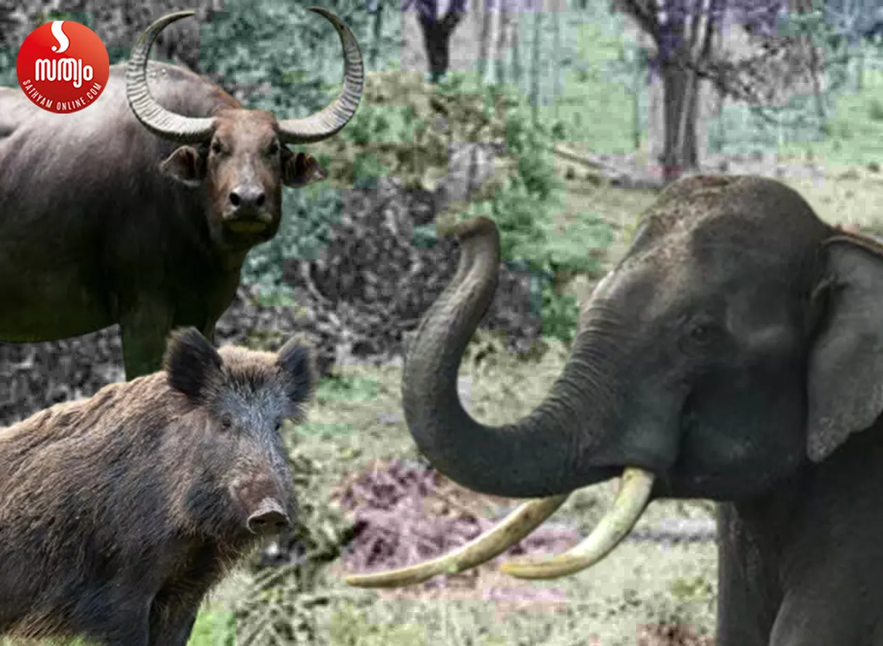 wild animal attack
