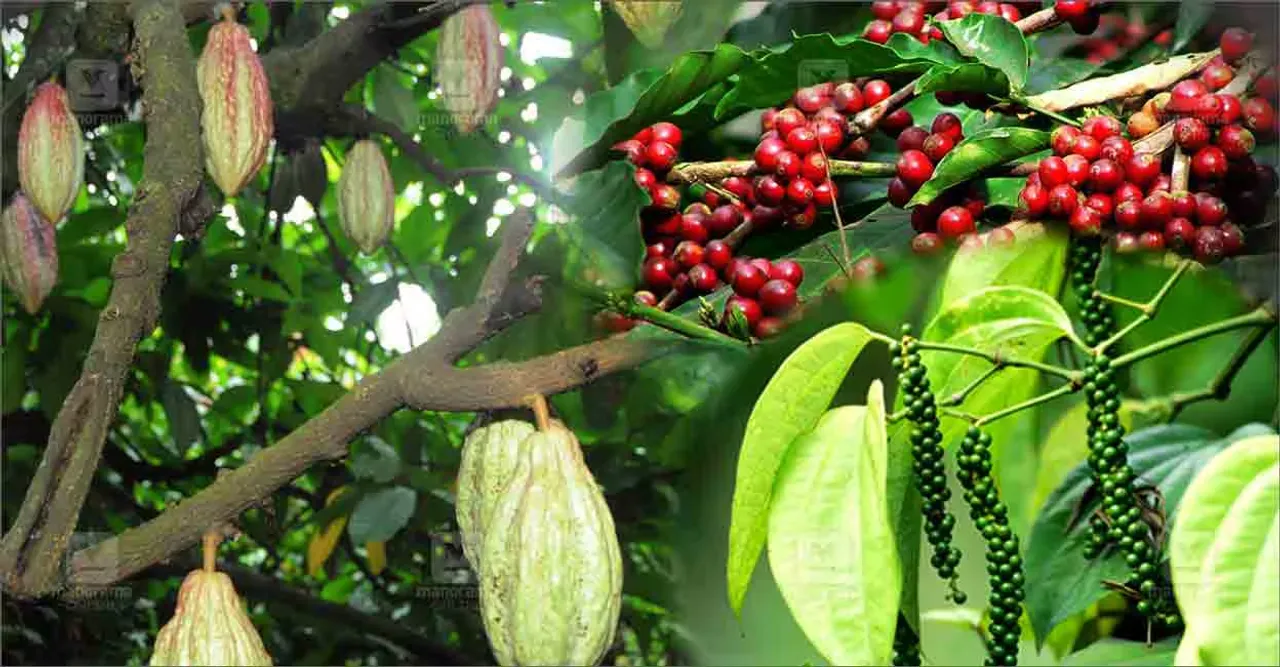 kottayam-price-raising-of-coffee-and-pepper.jpg