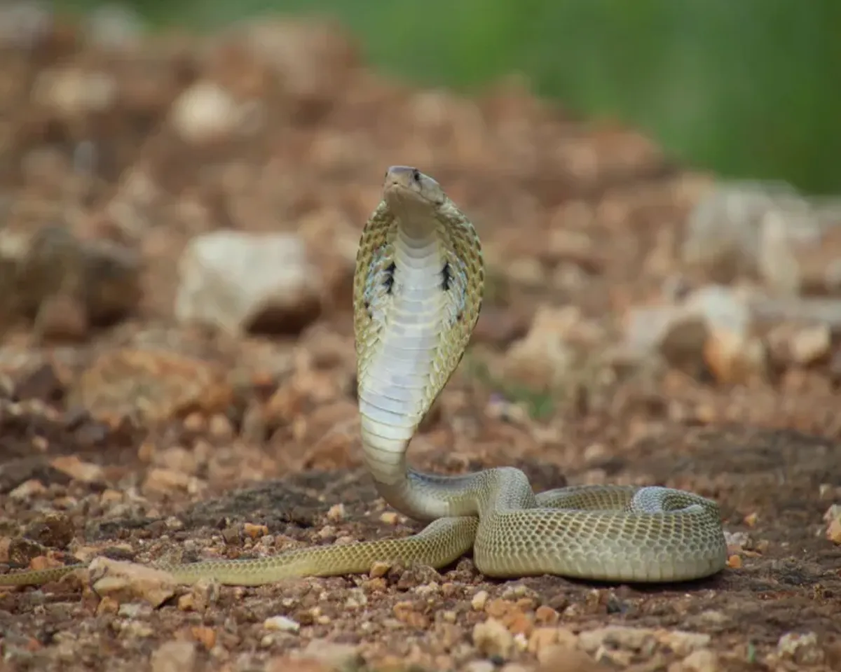 snake day