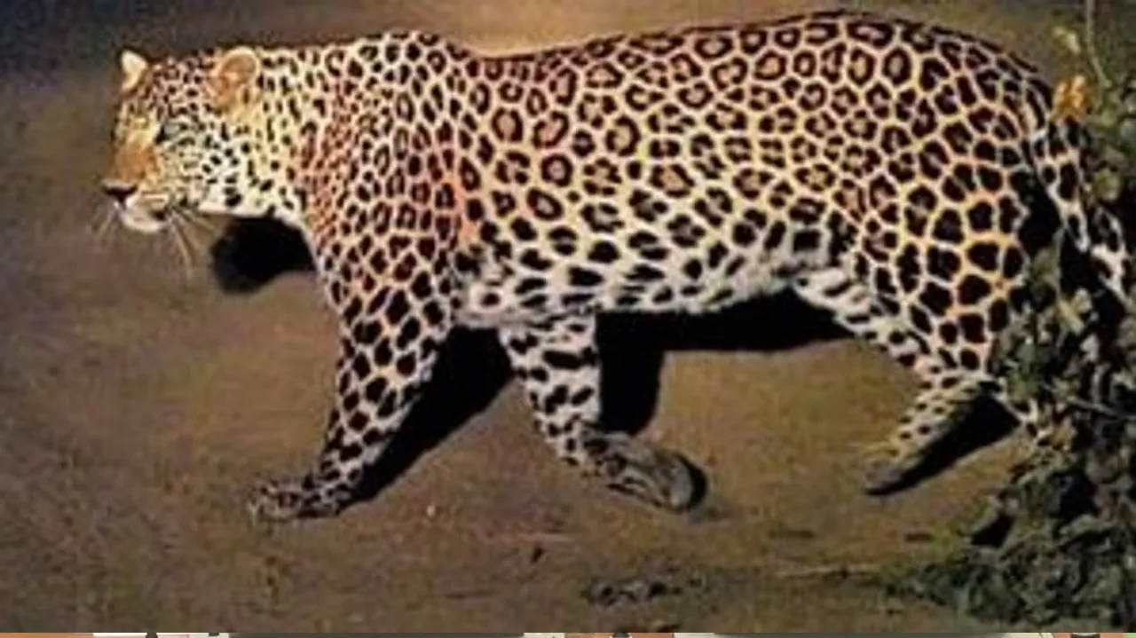 leopard