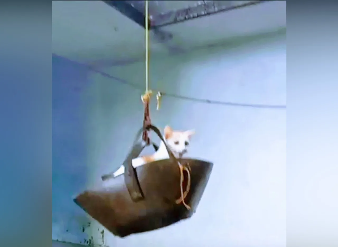 cat traped on tree
