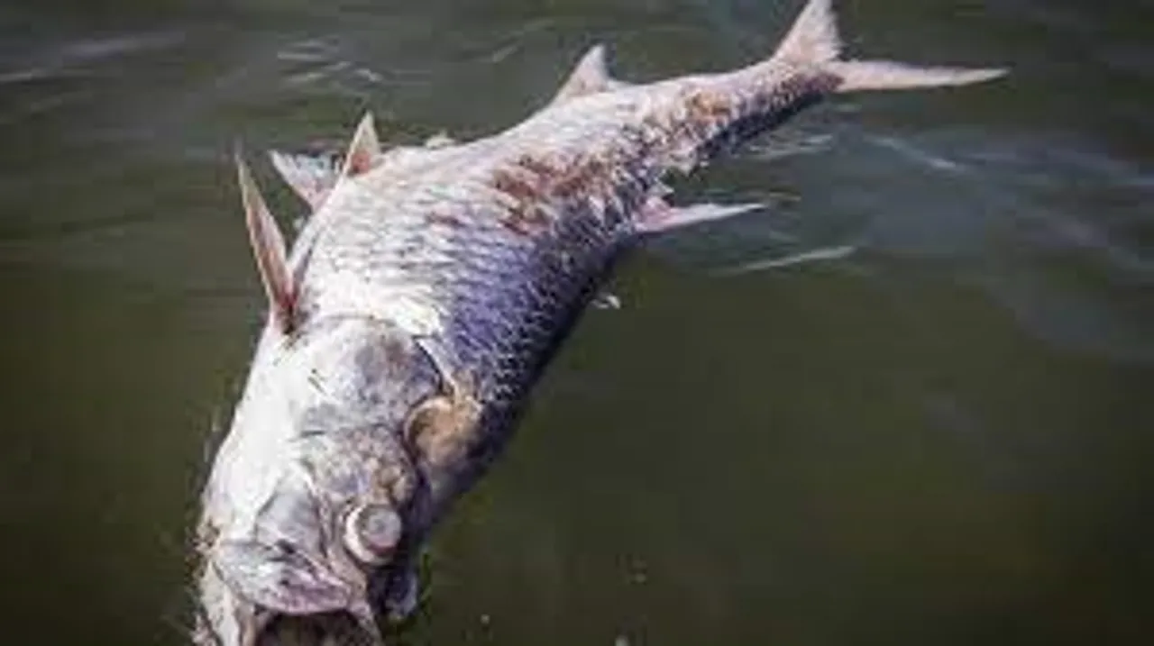 fish 445