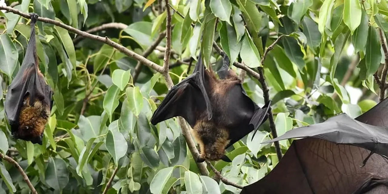 nipah virus
