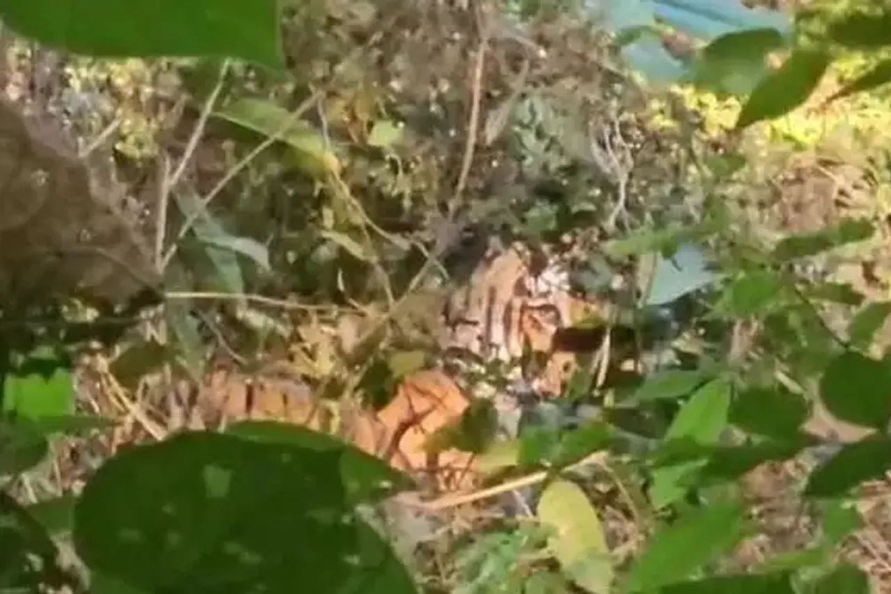 tiger at kannur