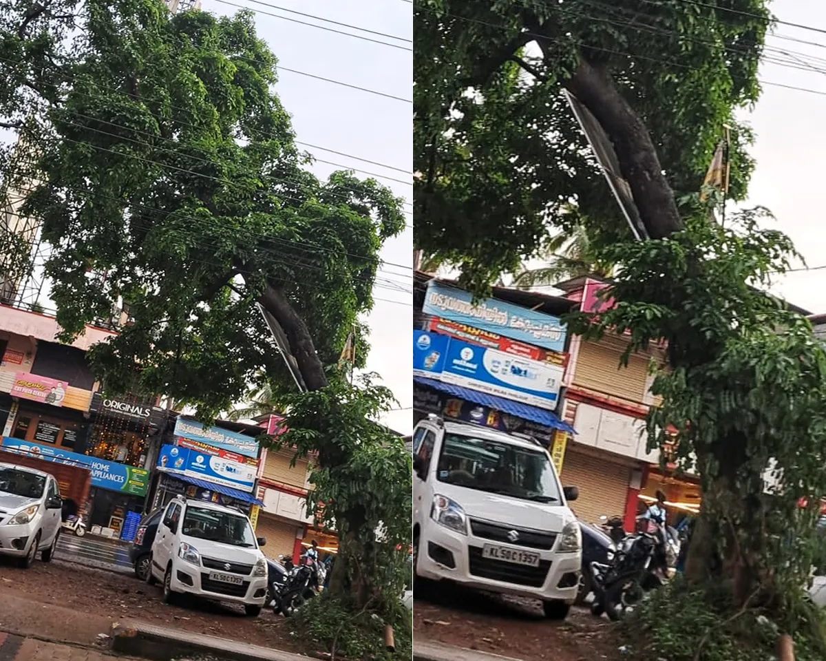 tree in dangerous condition-2