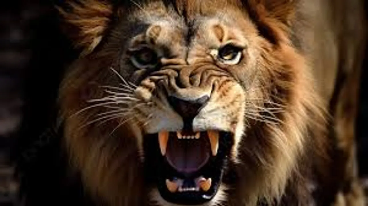 lion