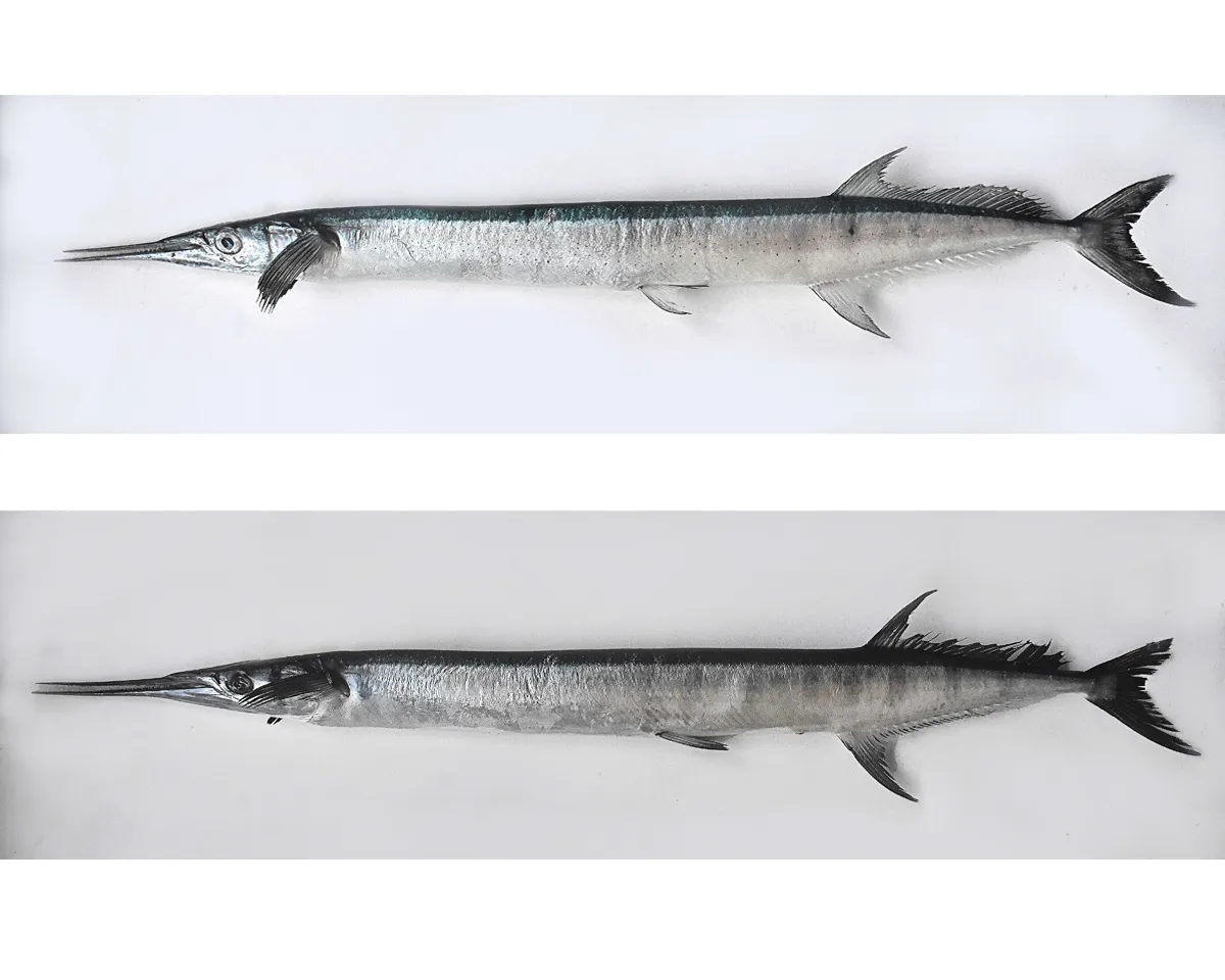 news species of fish