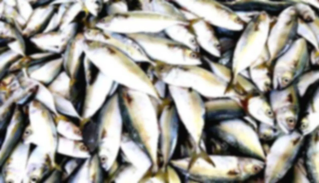 rottren fish seased