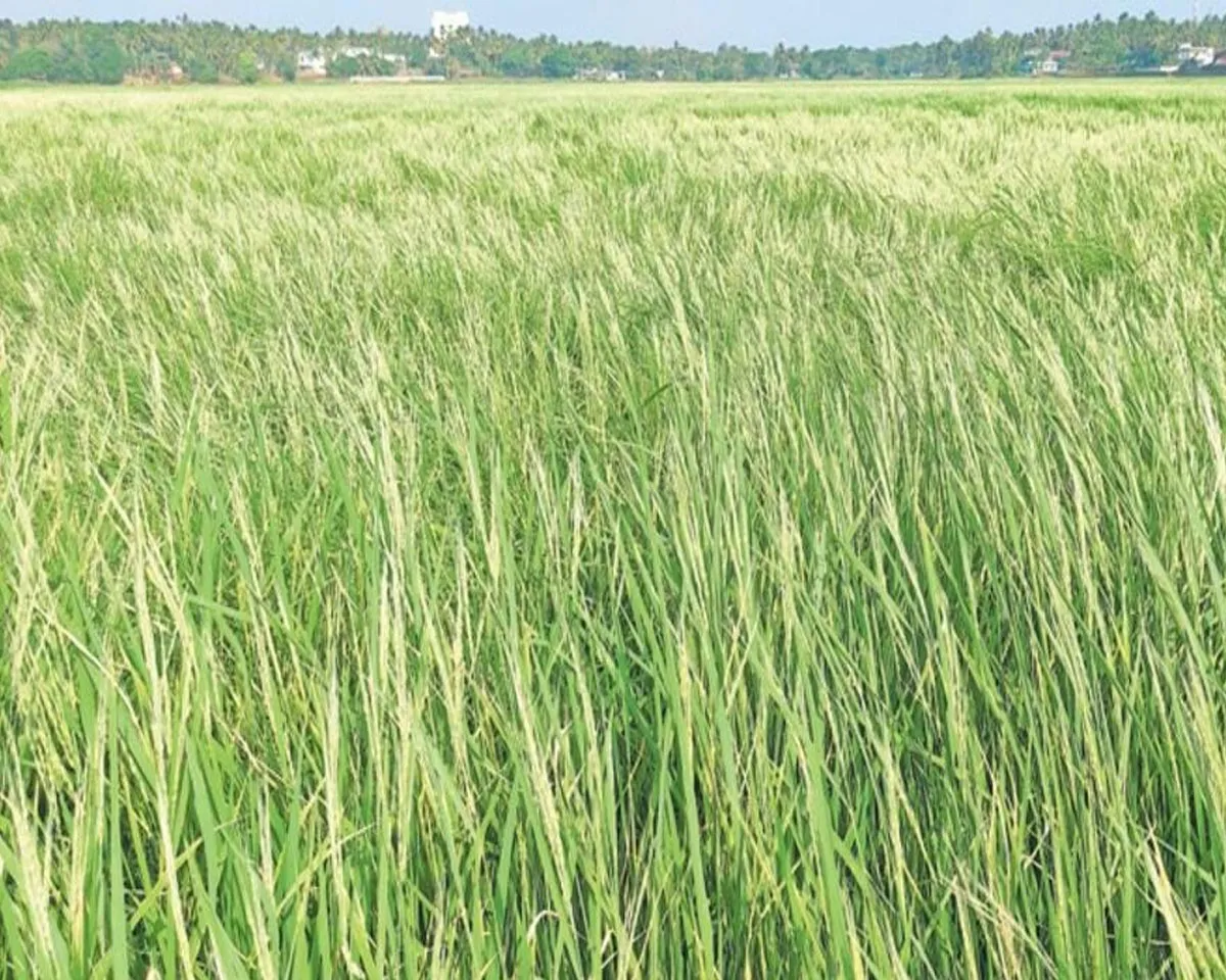 nellu
