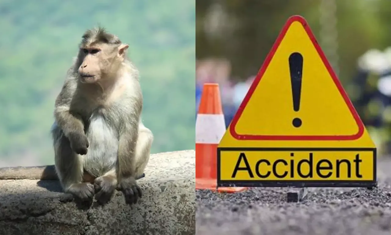1423413-monky.webp