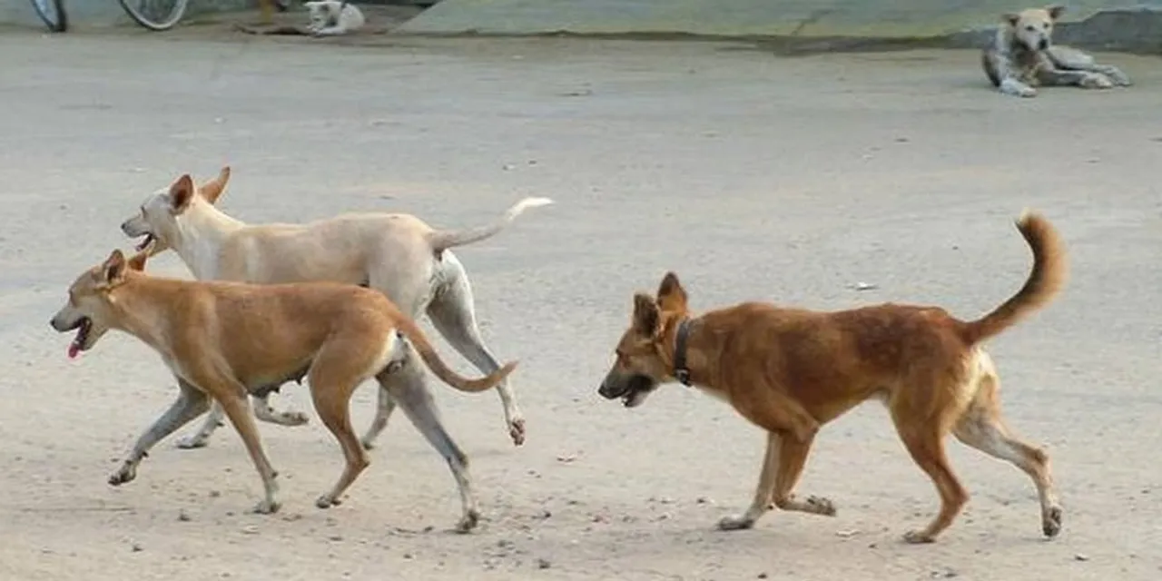 street dogs-2