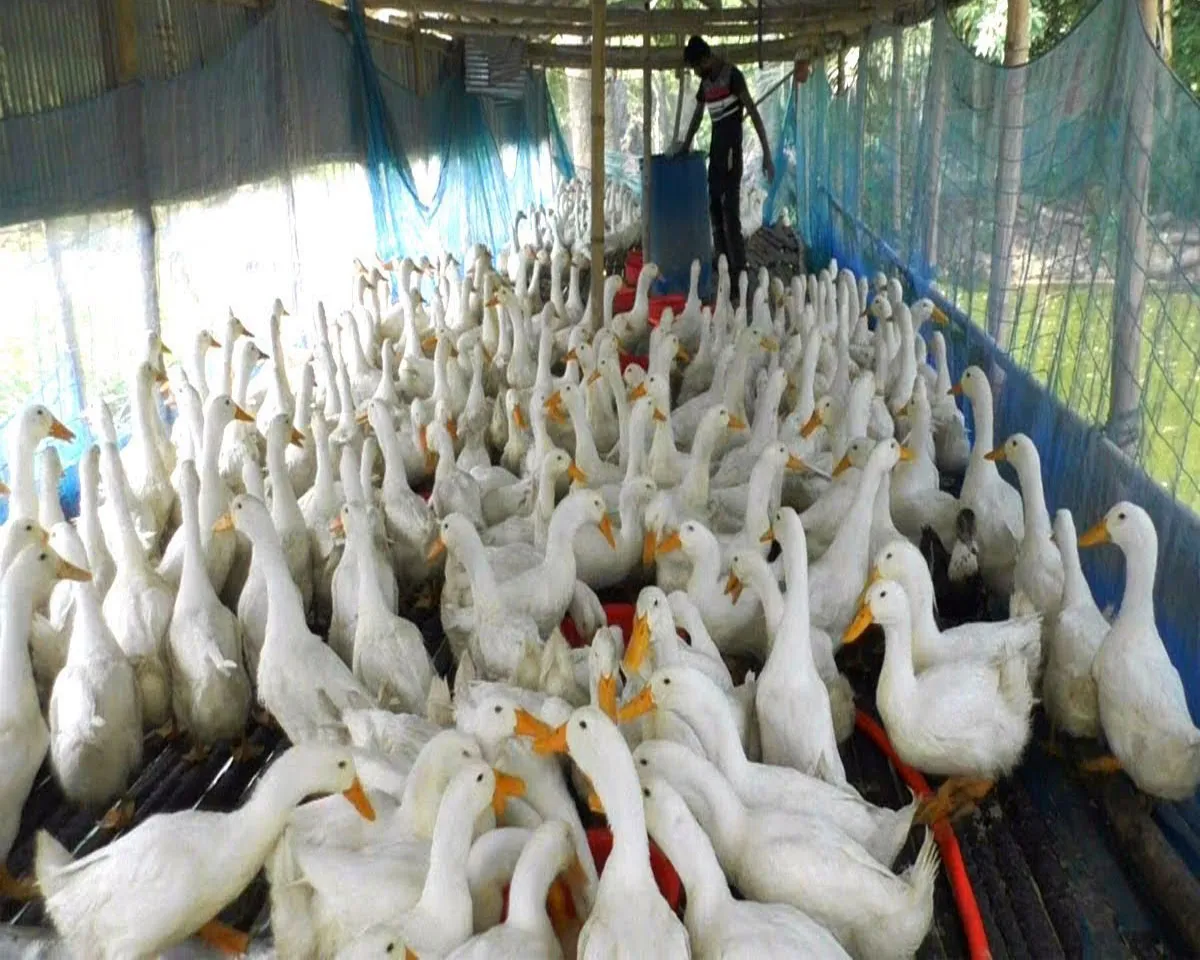 duck faming