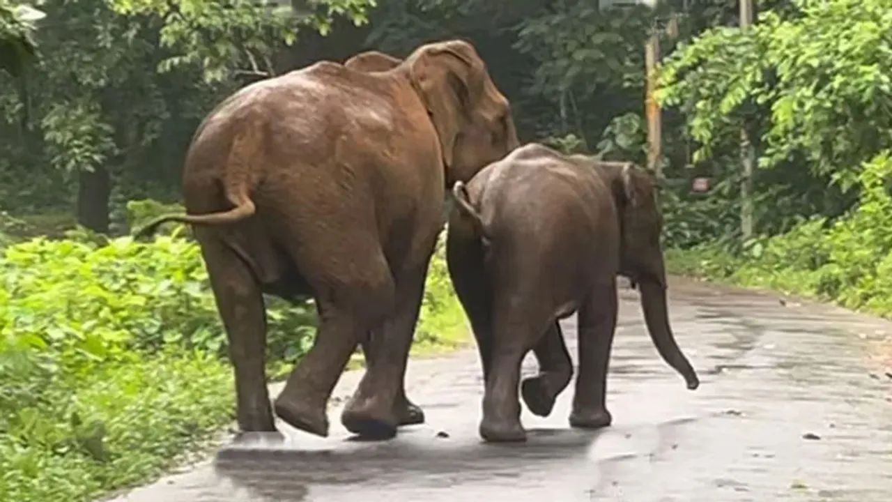 elephant Untitledel