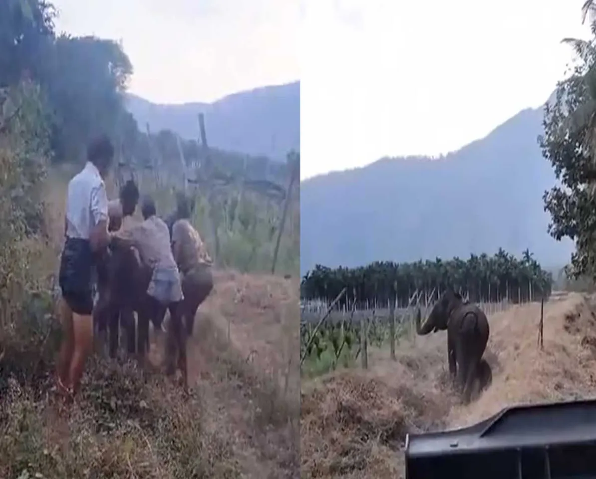 elephant vedio1.jpg