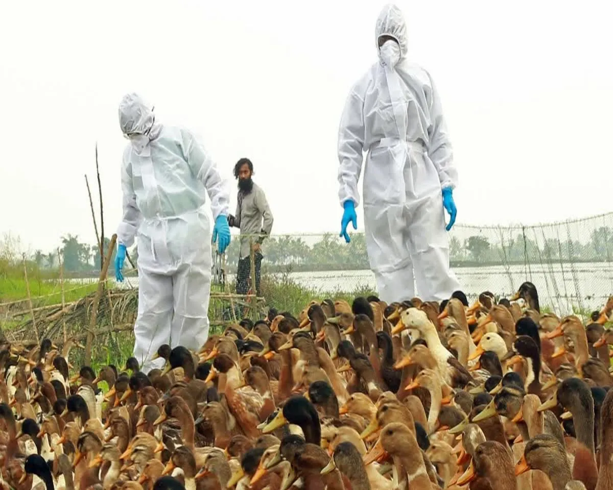 bird flu three.jpg