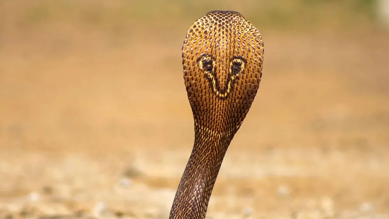 cobra1