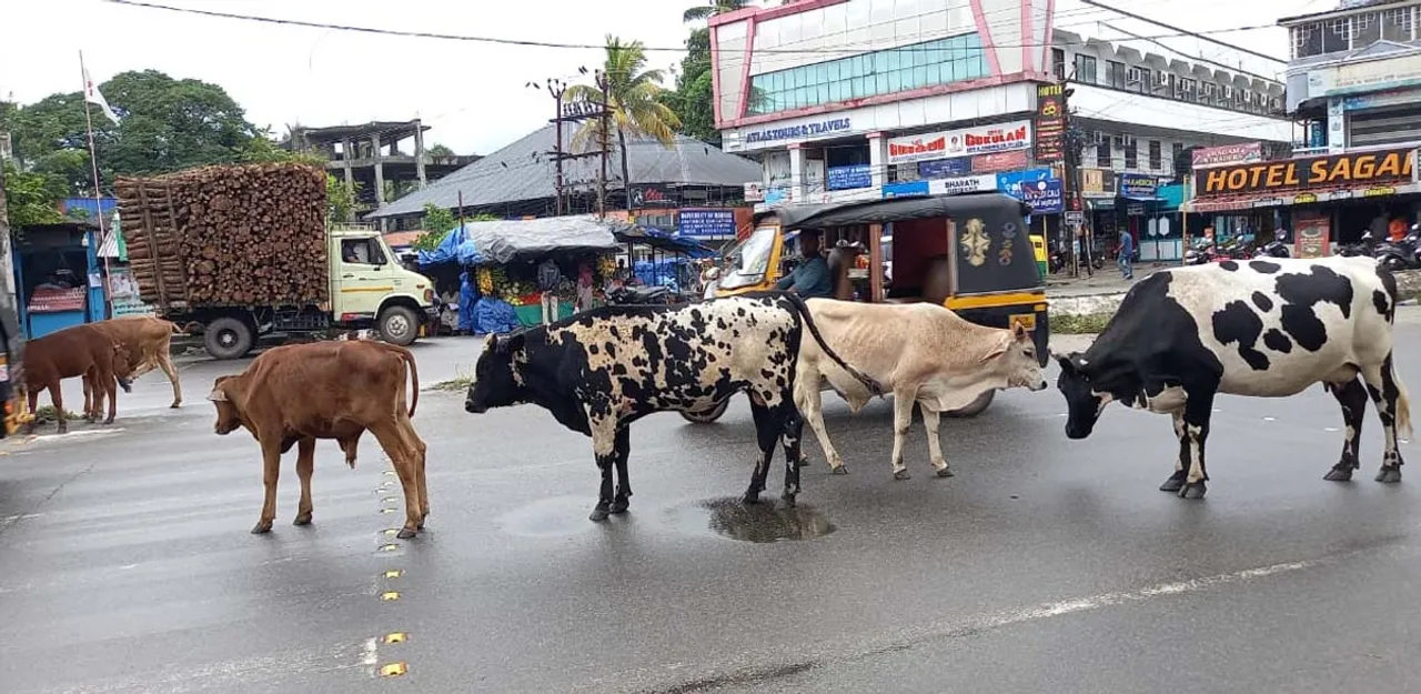 cows at olavakkod road
