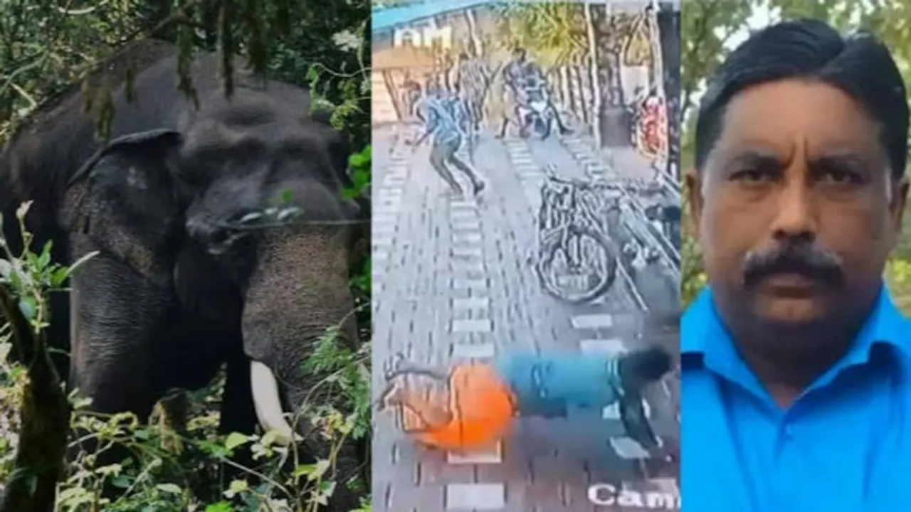 elephantwayanadd