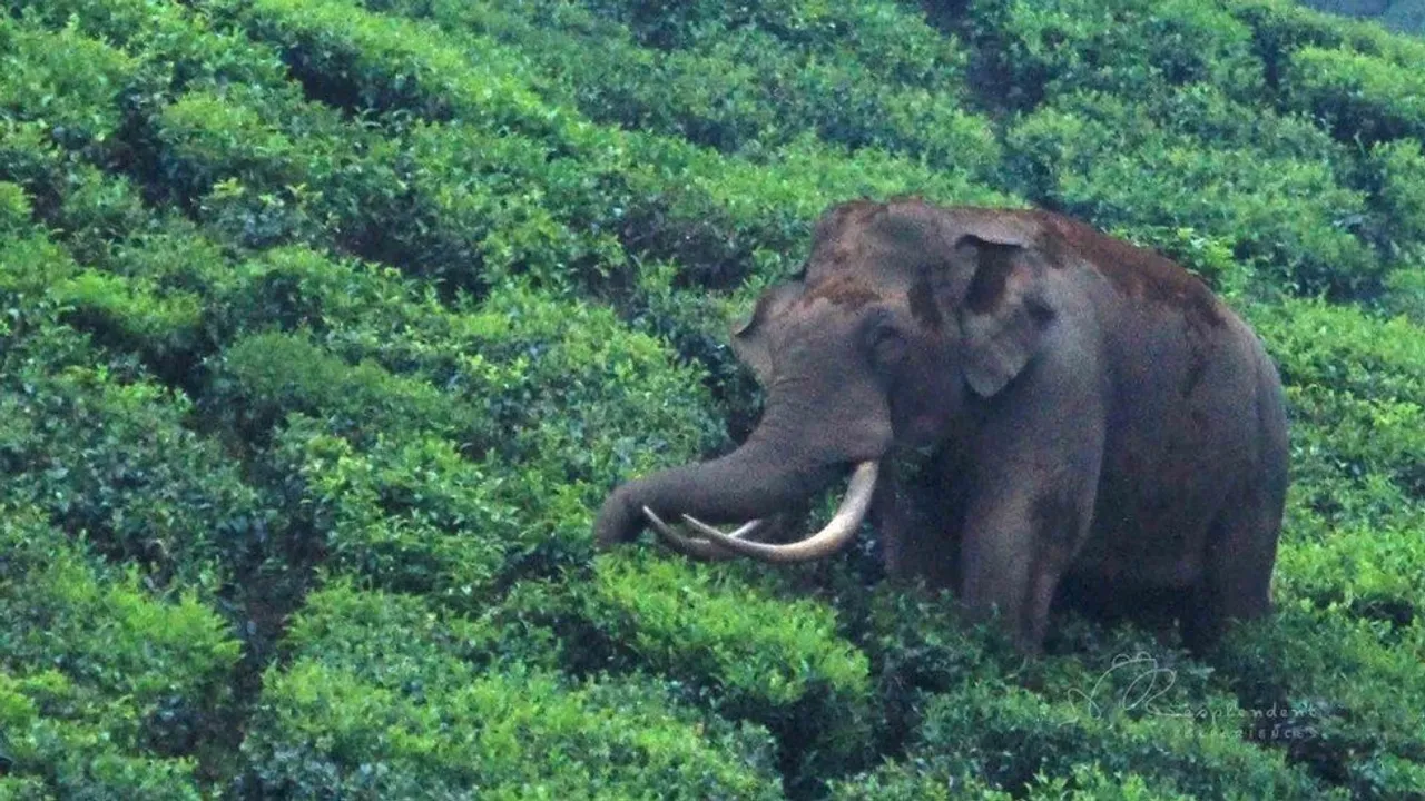 padayappa marayur 56
