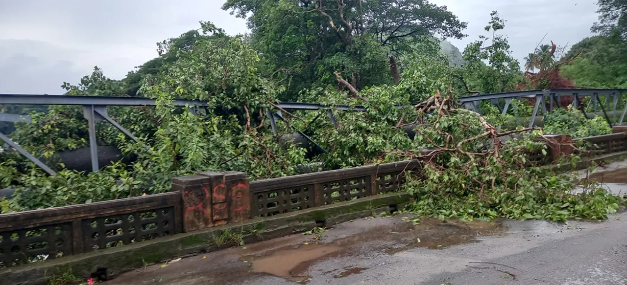 tree ballen malambuzha