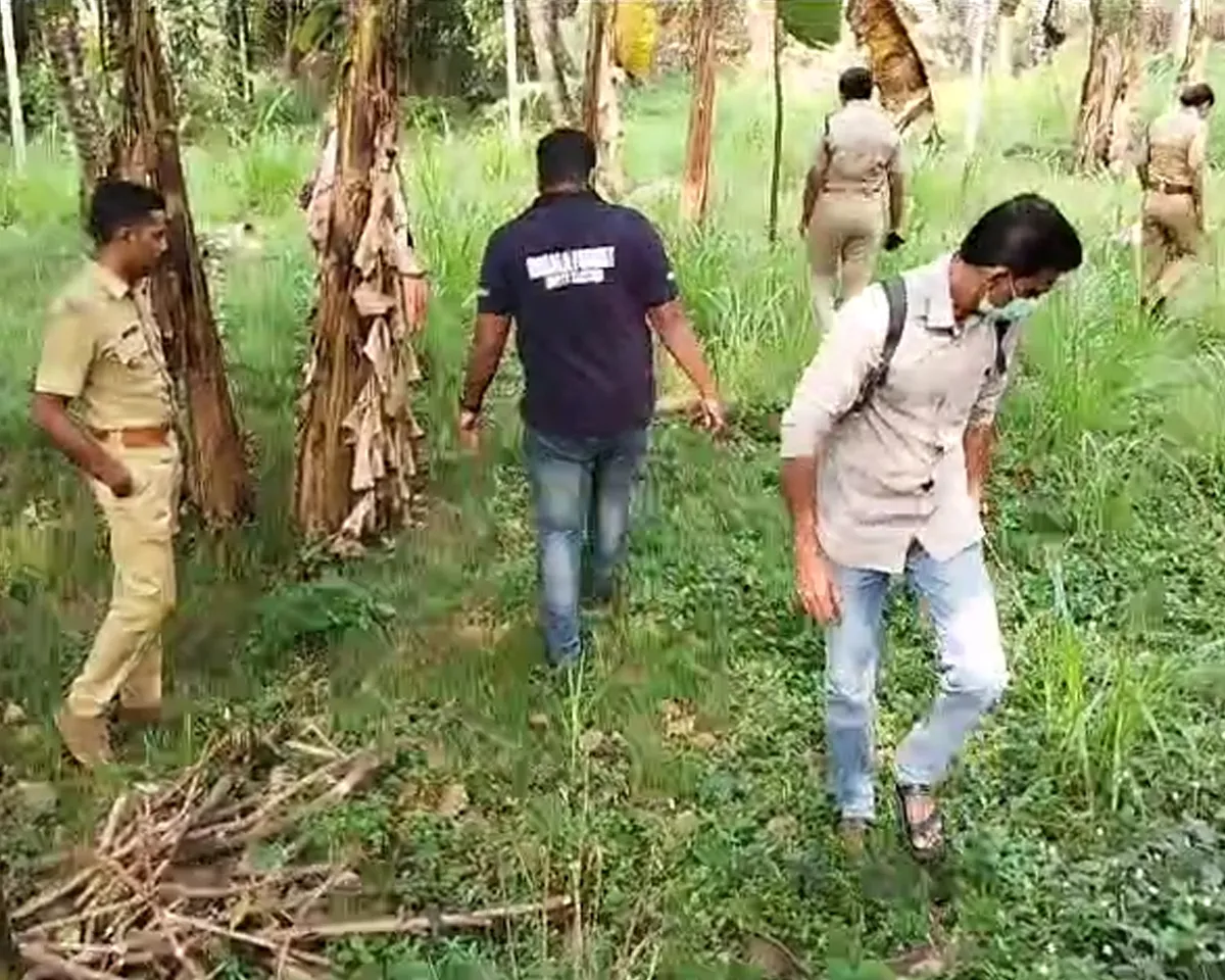 tiger found kannur