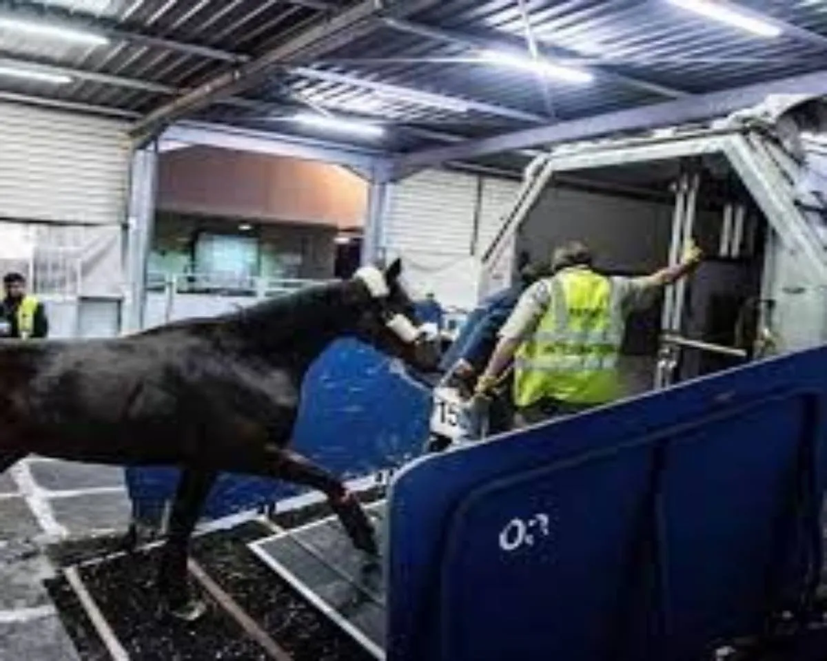 The horse bolted; The plane was brought back