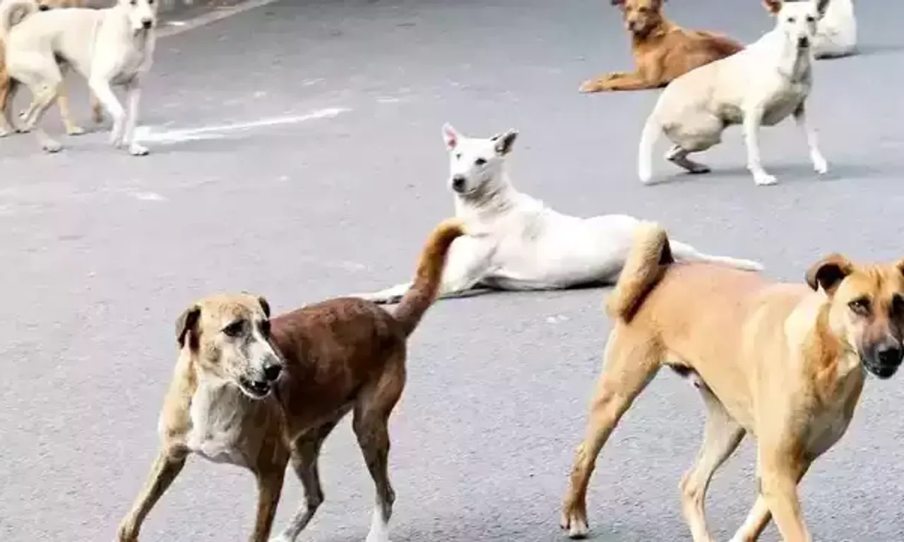 dog 