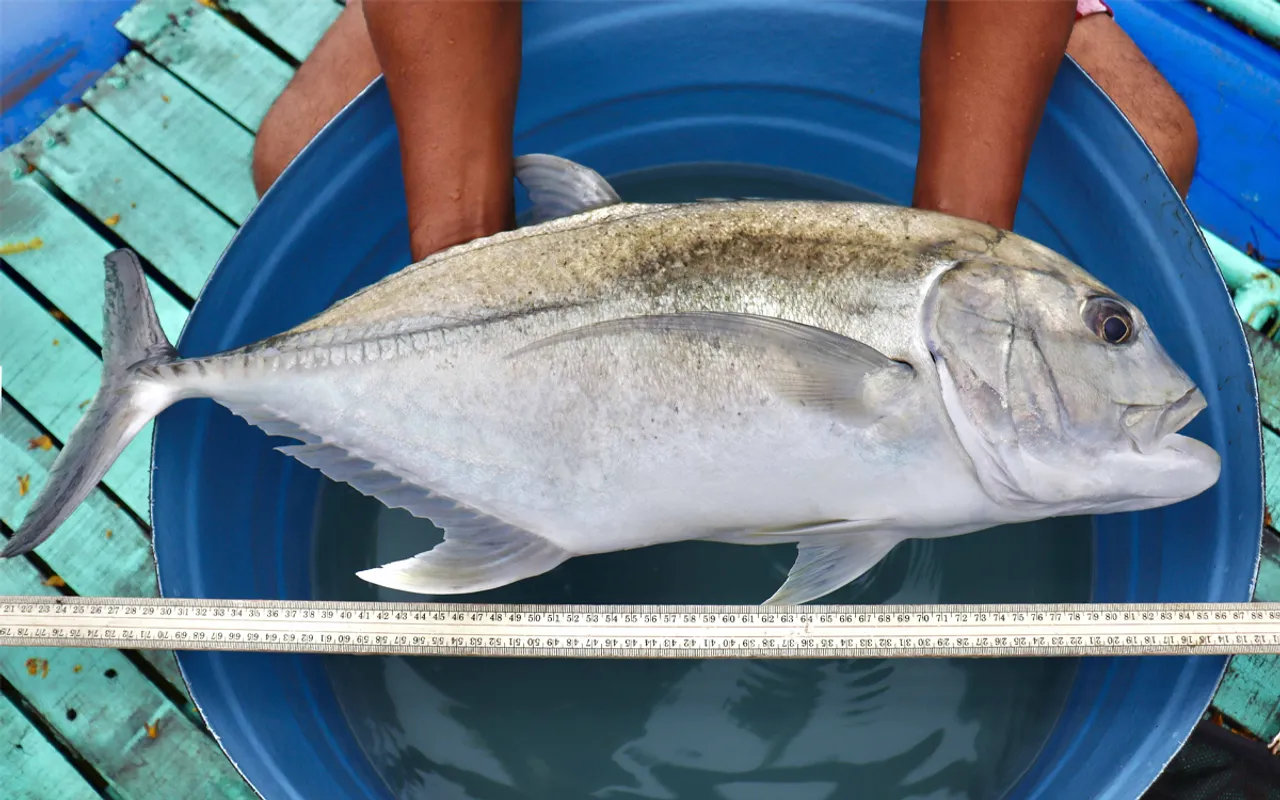 vatta fish-2
