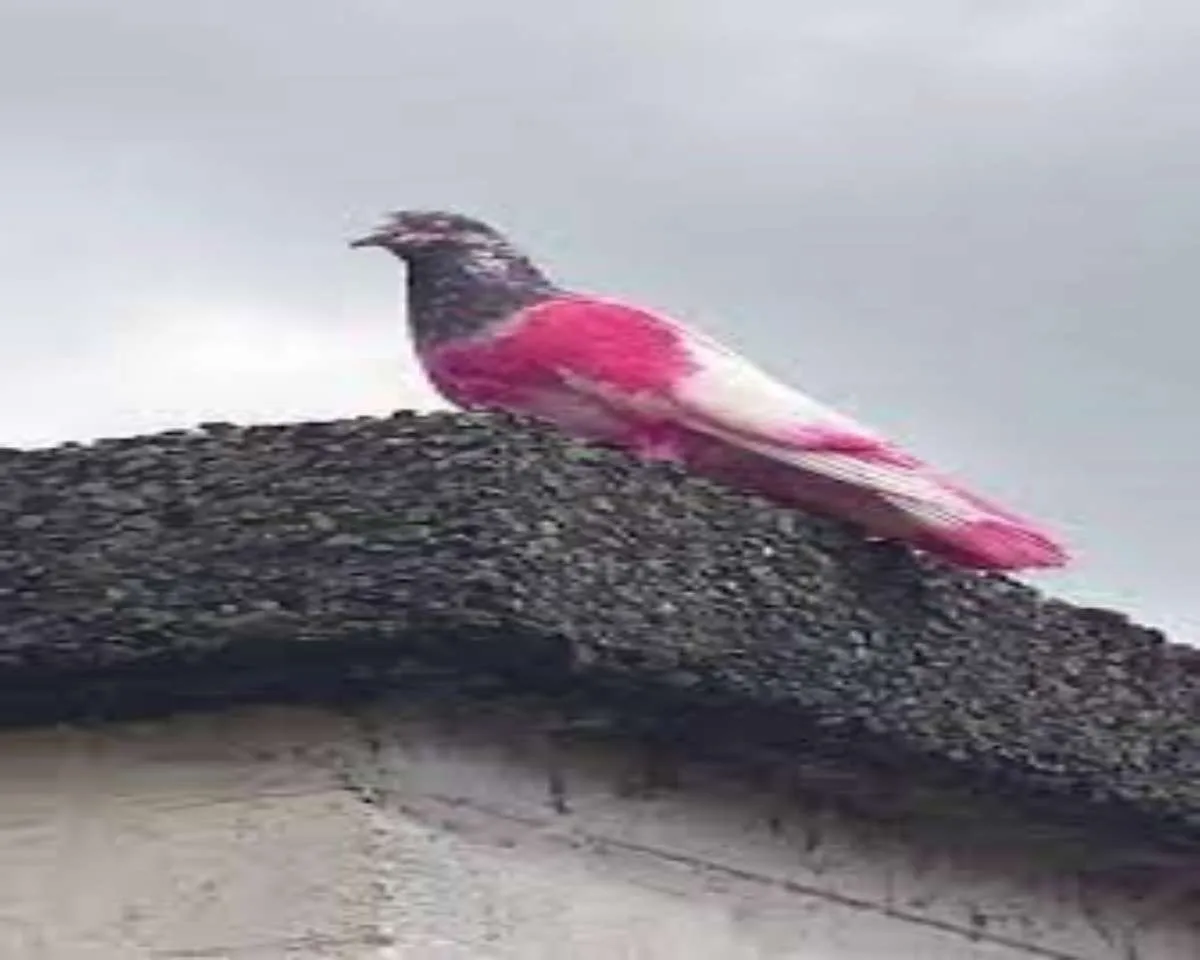 pink_pegion