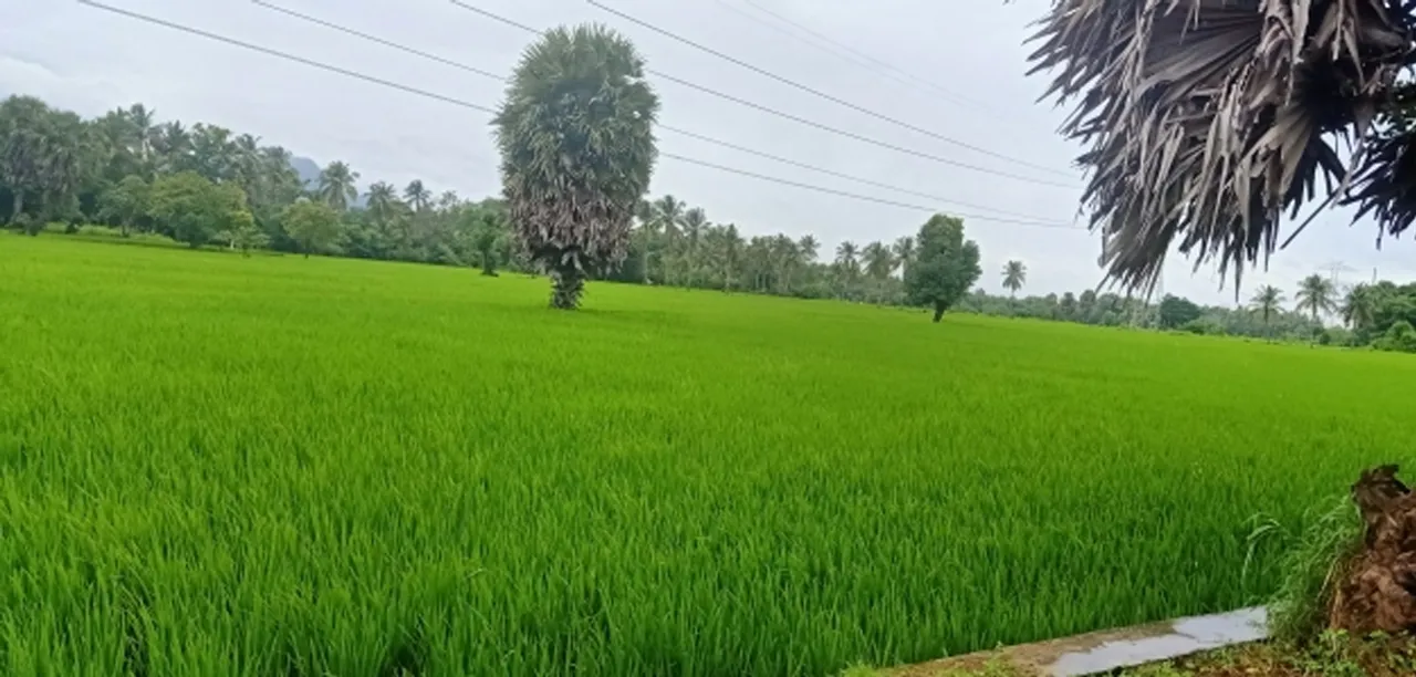 pallassana paddy field