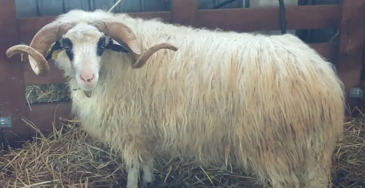 sheep