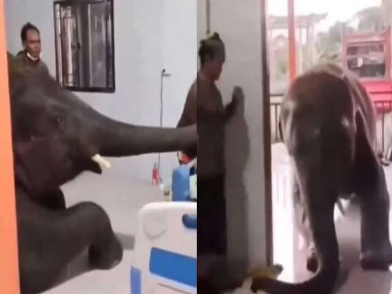 elephant vedio12.jpg