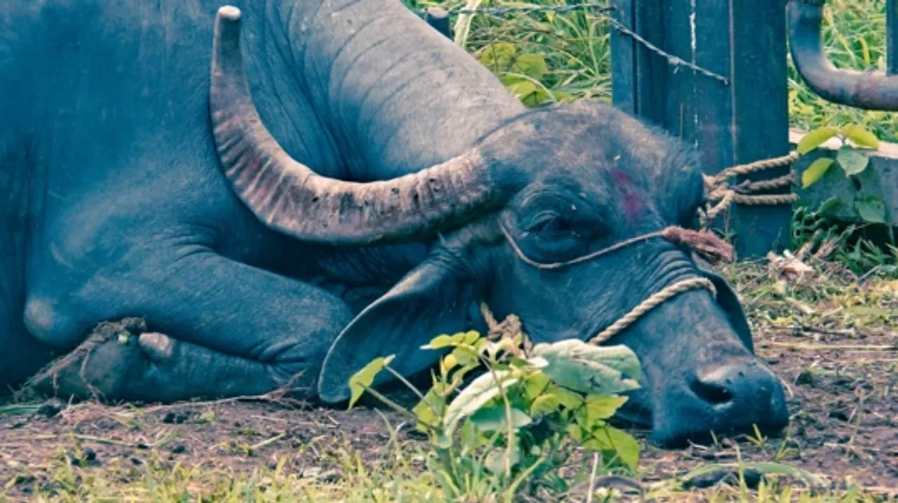 BUFFALO