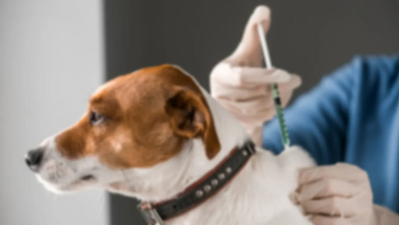 dog vaccination