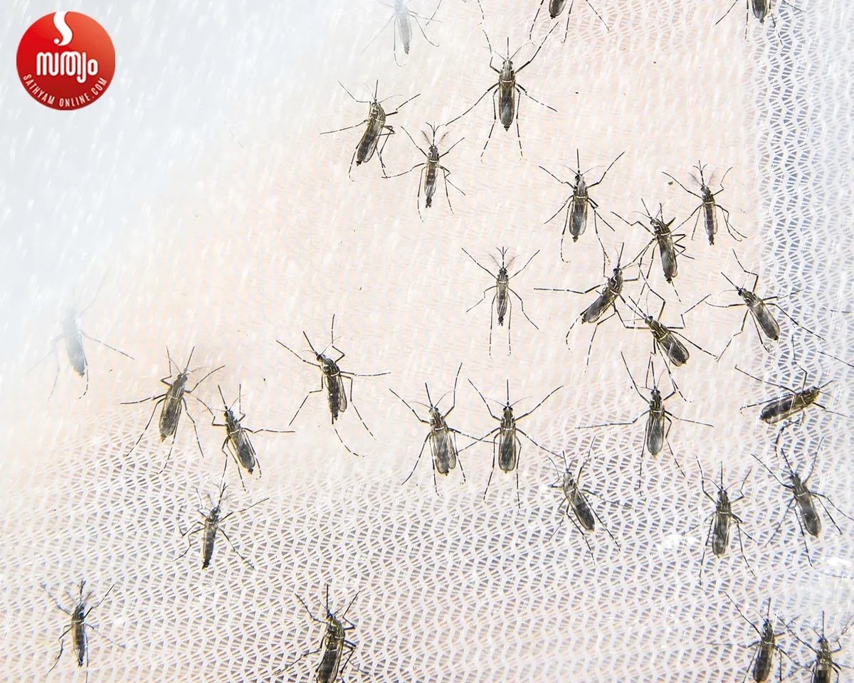 mosquitos
