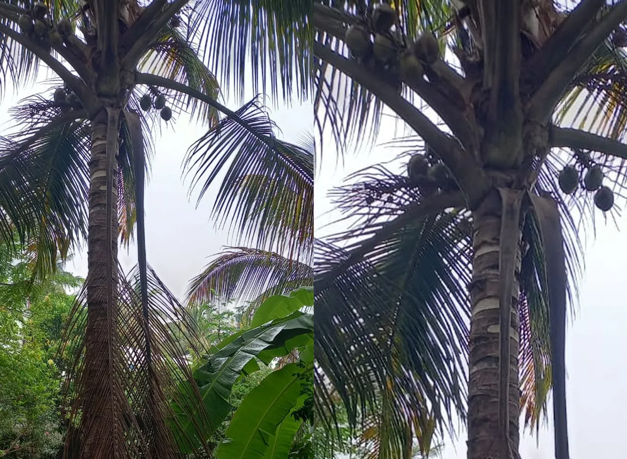 coconut tree-2