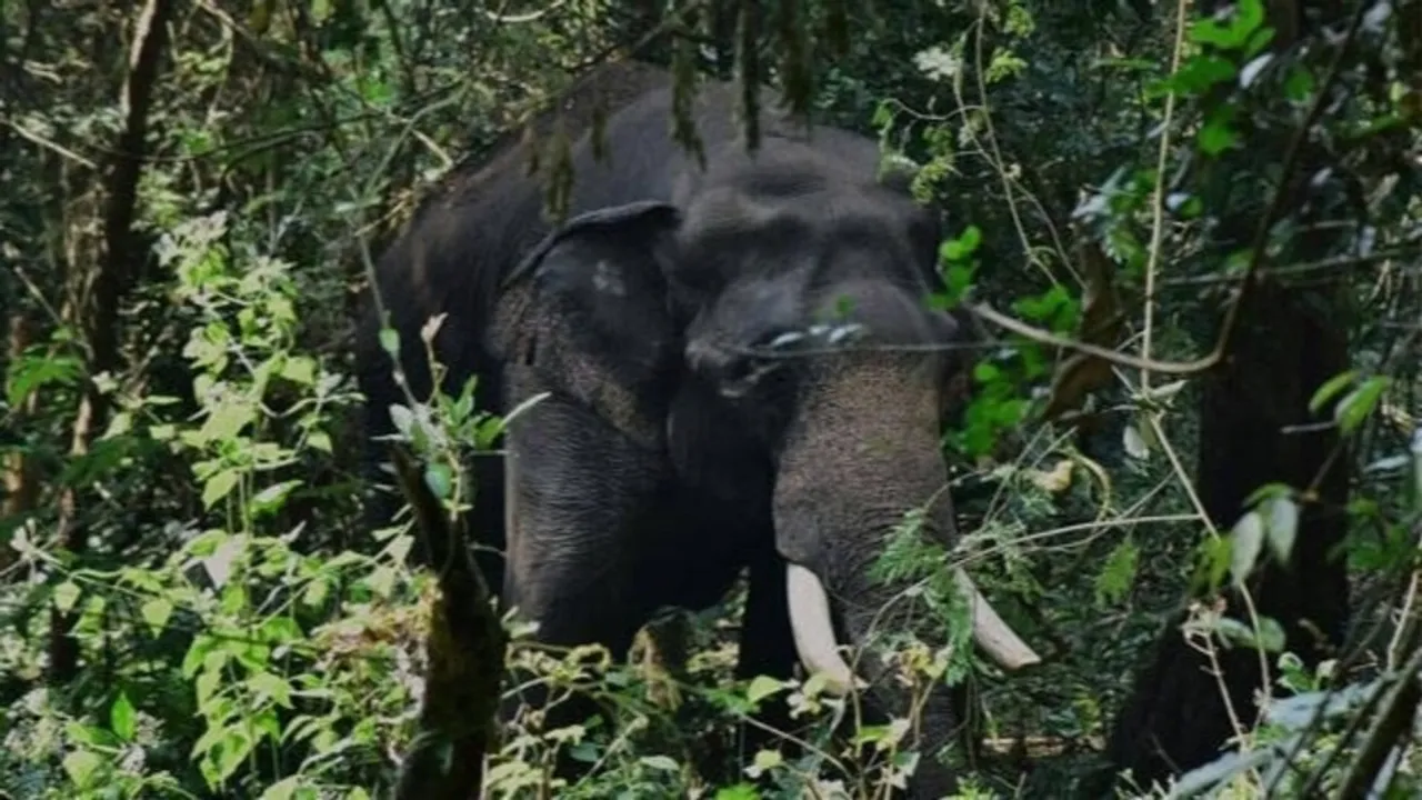 makhna