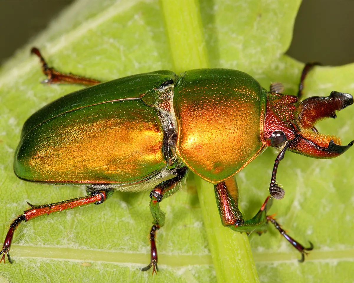 orange-backed stag beetle
