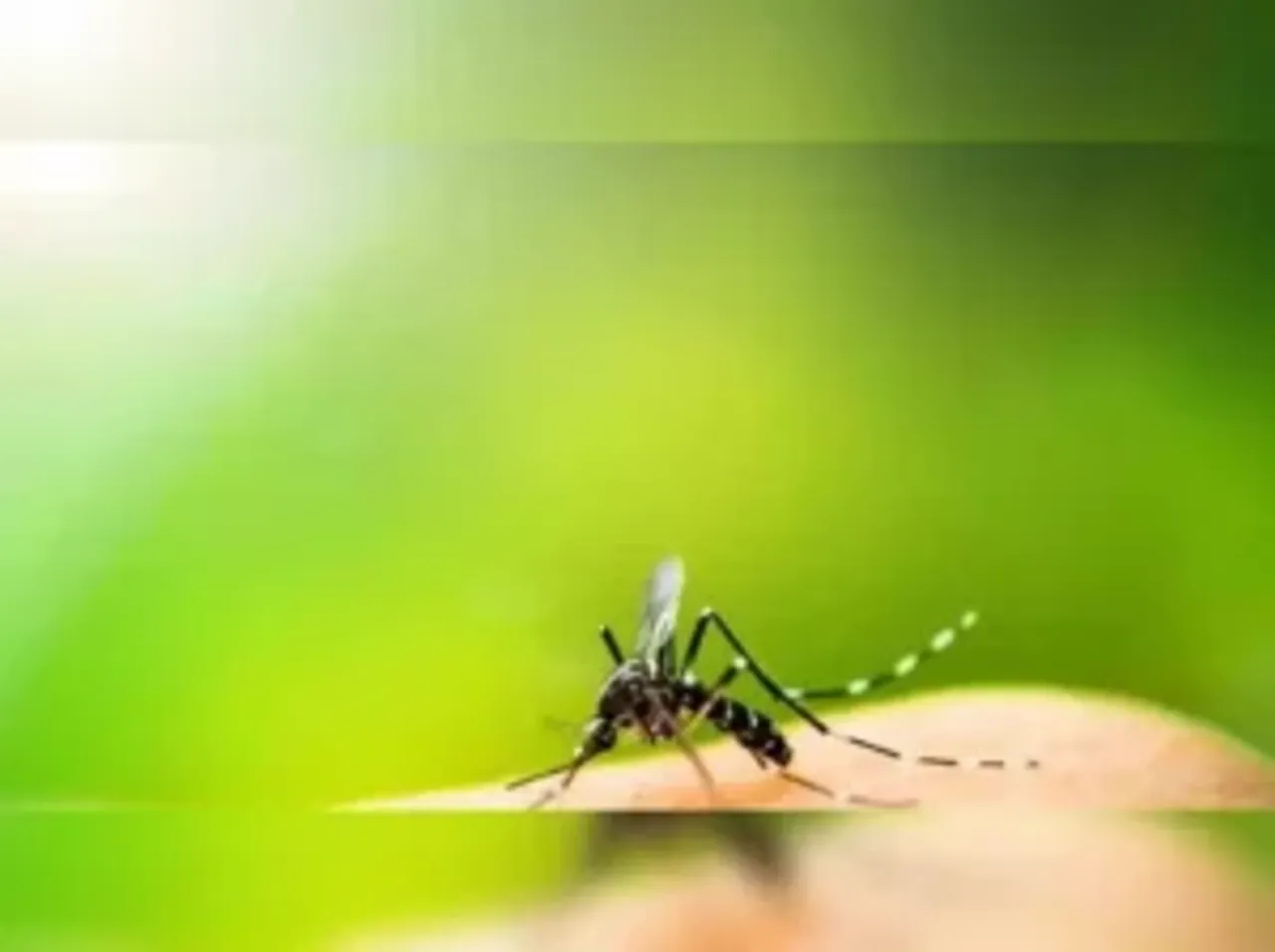 കൊതുകുകടിച്ചാല്‍ ചൊറിച്ചിലും തടിപ്പും മാറ്റുവാന്‍ എളുപ്പവഴി