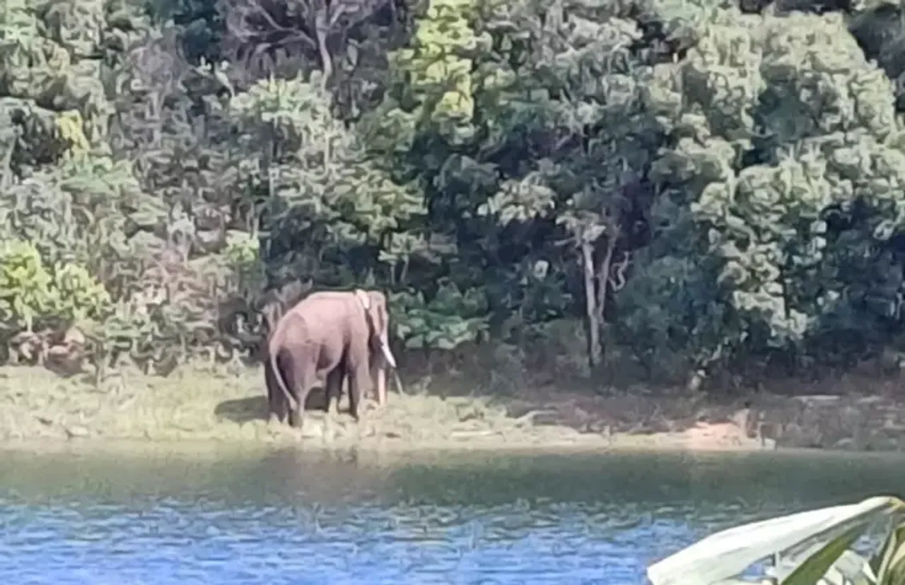 'പശ്ചിമ ഘട്ടത്തിലെ മനുഷ്യ-മൃഗ സംഘർഷം അവസാനിപ്പിക്കണം'; സുപ്രീം കോടതിയിൽ ഹർജി