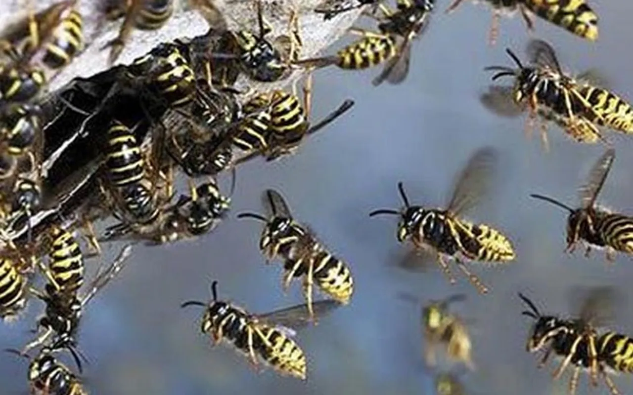 ഉഴവൂർ വെളിയന്നൂരിൽ കടന്നലിന്‍റെ ആക്രമണം ! ഭിന്നശേഷിക്കാരിയായ യുവതിയെ കടന്നൽ കുത്തേറ്റ് കോട്ടയം മെഡിക്കൽ കോളേജ് ആശുപത്രിയില്‍ പ്രവേശിപ്പിച്ചു