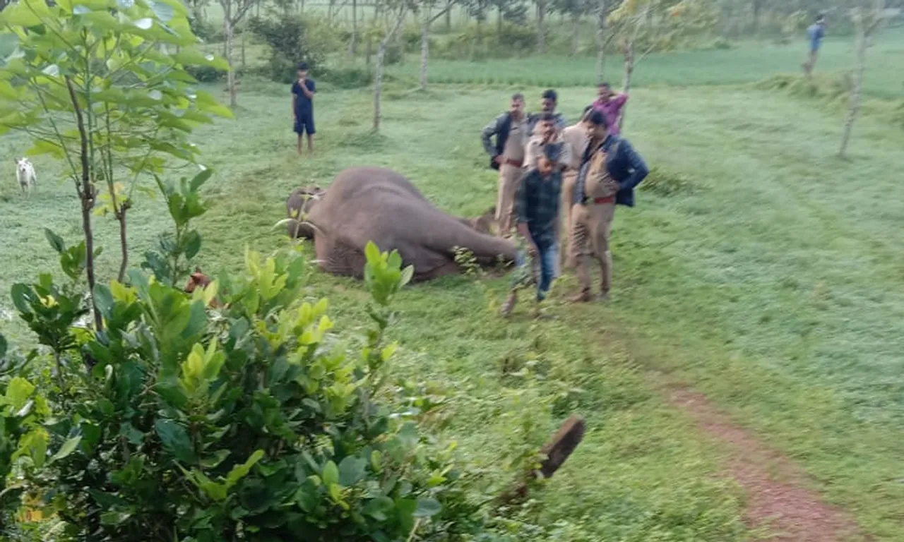 മുണ്ടൂർ നൊച്ചുപ്പുള്ളിയില്‍ വൈദ്യുത വേലിയില്‍നിന്നും ഷോക്കേറ്റ് കാട്ടാന ചെരിഞ്ഞു