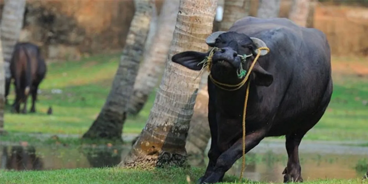 കോട്ടയത്ത് തെരുവുനായയുടെ കടിയേറ്റ പോത്ത് പേ ഇളകി ചത്തു