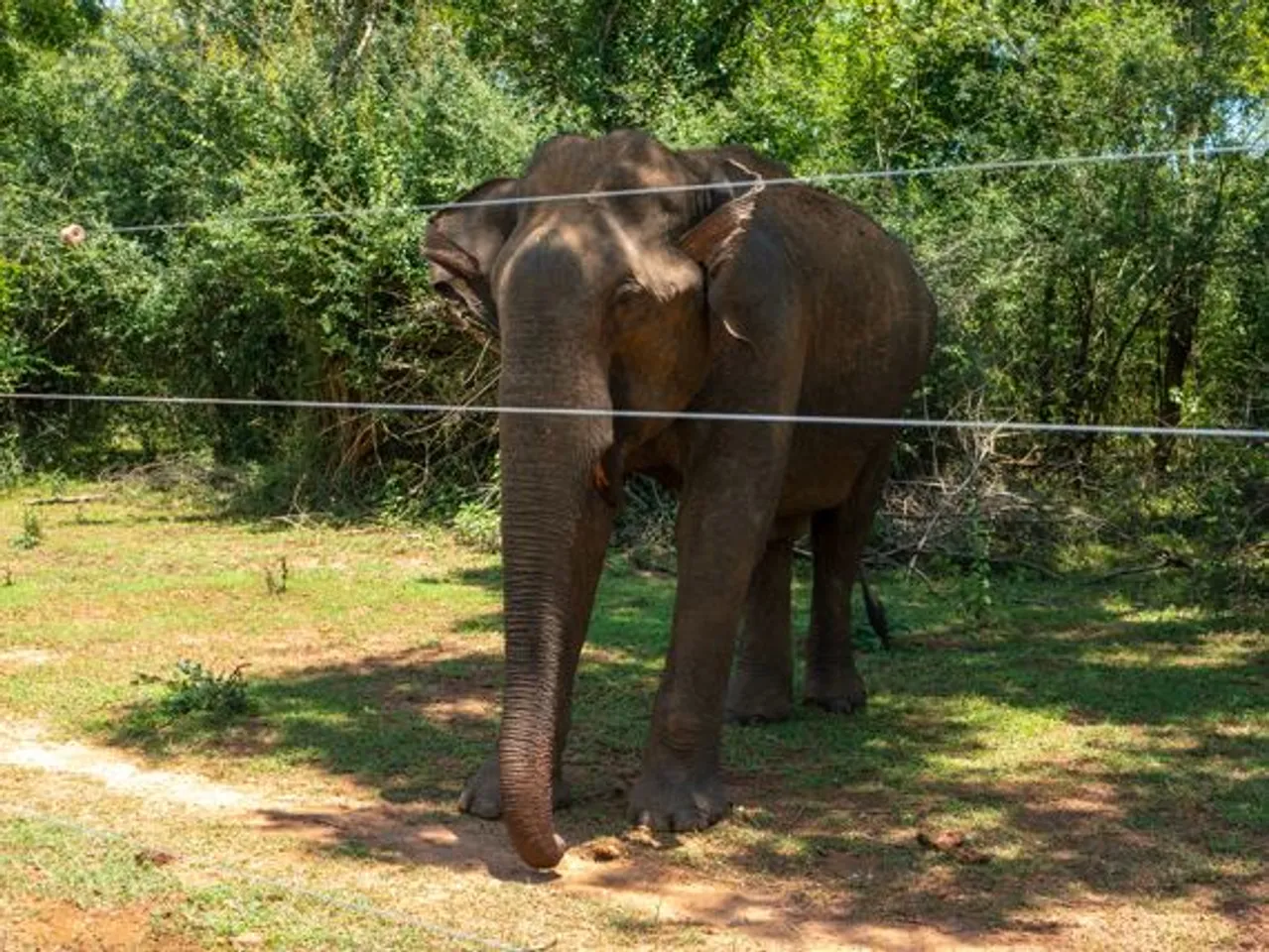Solar Fence for Elephants